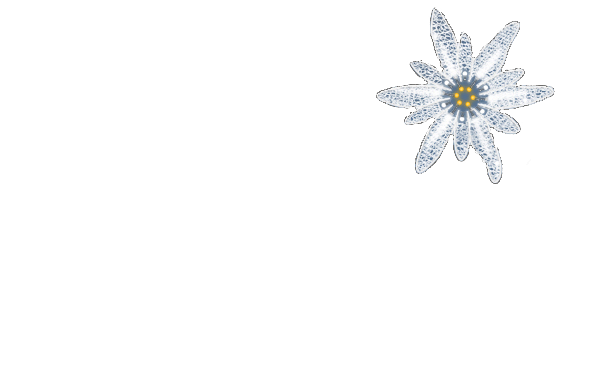 Typogramme du projet Edelweiss