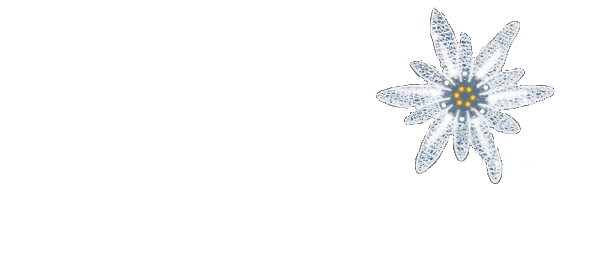 Edelweiss